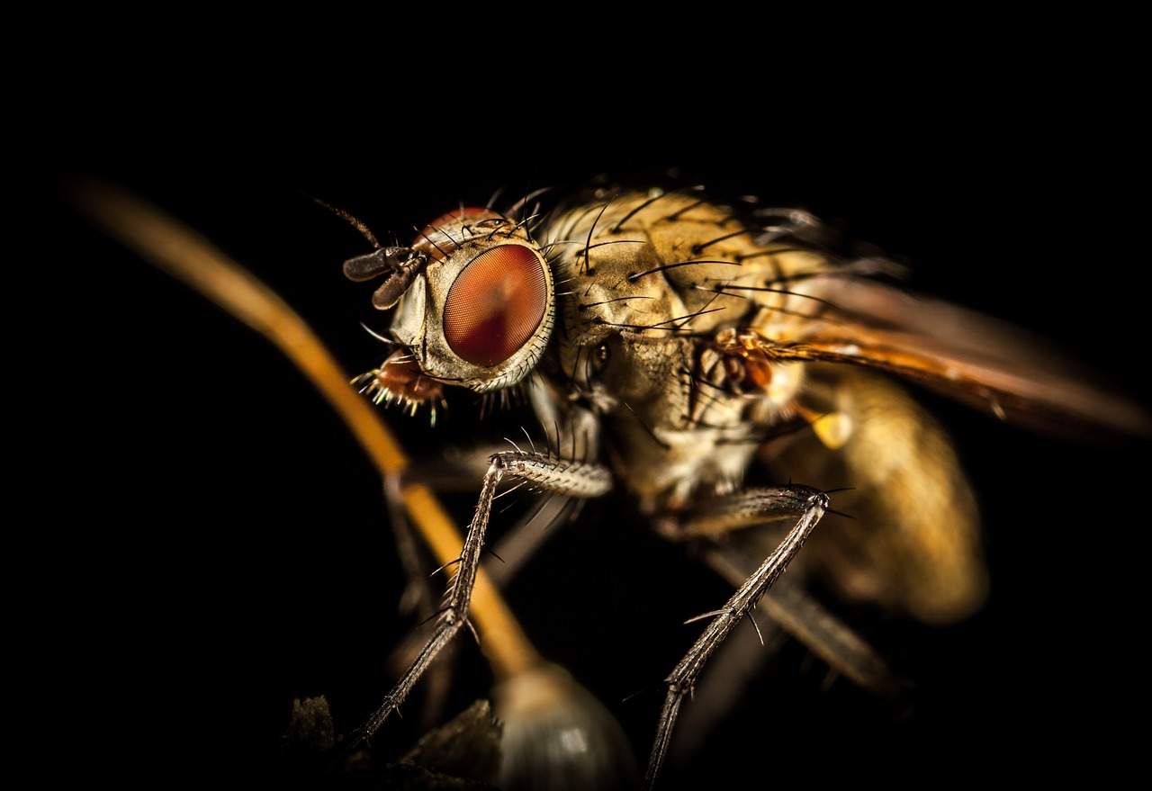 Detailed view of a fly featuring red eyes, representing the type of pests targeted by a pest management company