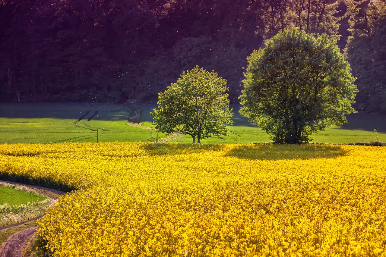 A sunny field filled with yellow flowers, framed by trees in the background, showcasing the beauty of agricultural landscapes.