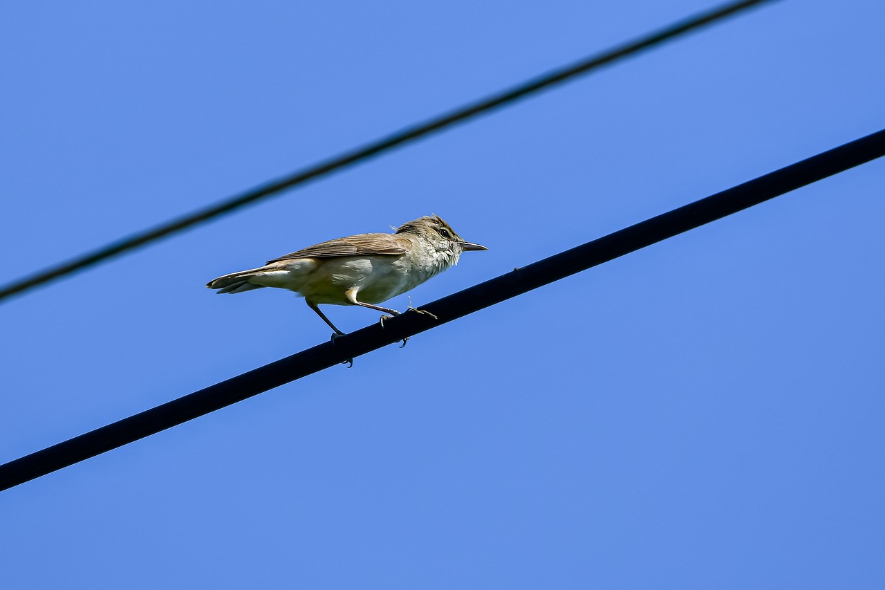 A bird calmly sitting on a wire, illustrating the reliability of line installation and repair services.