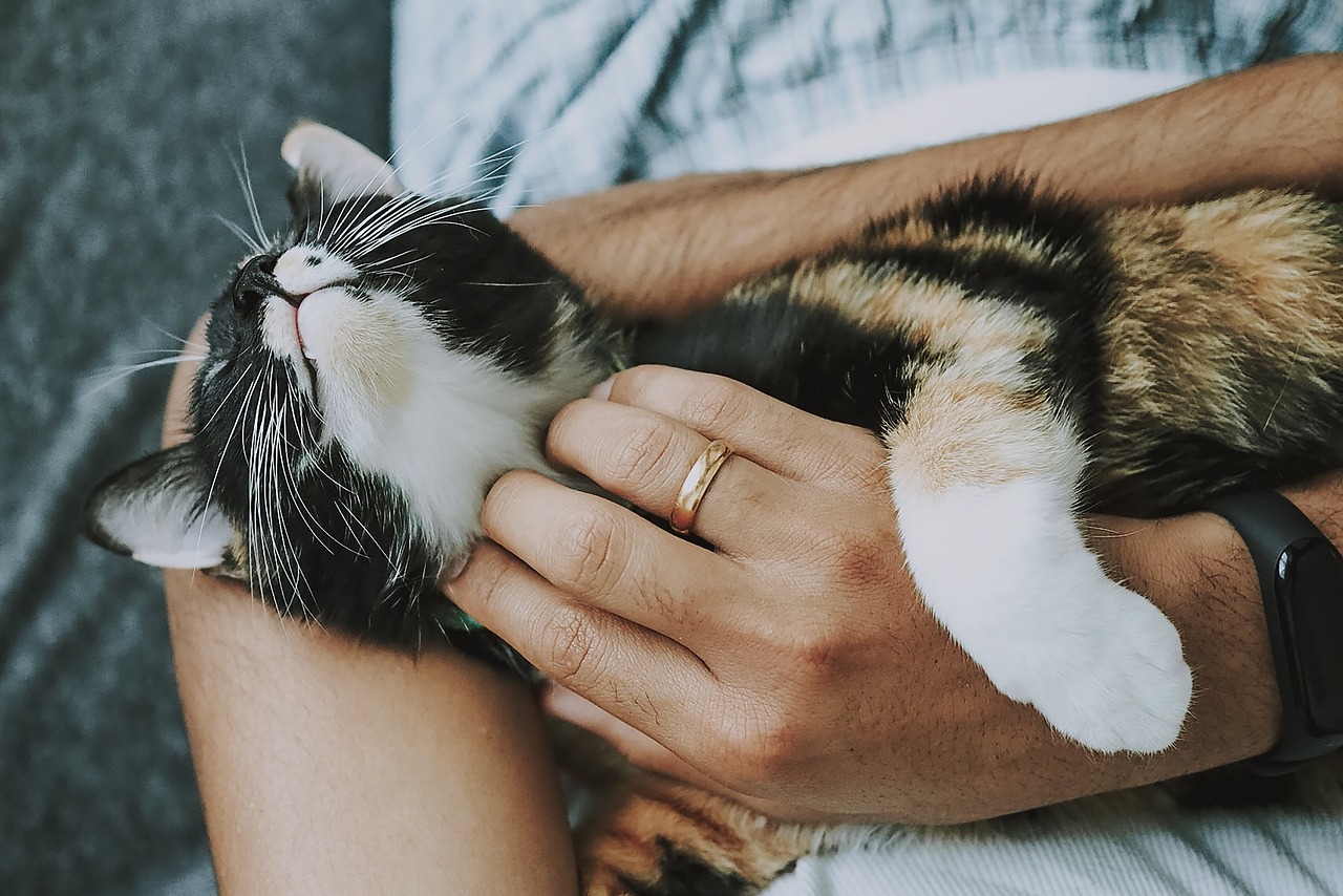 An animal care service owner cradles a cat on their lap, illustrating the nurturing relationship between them.