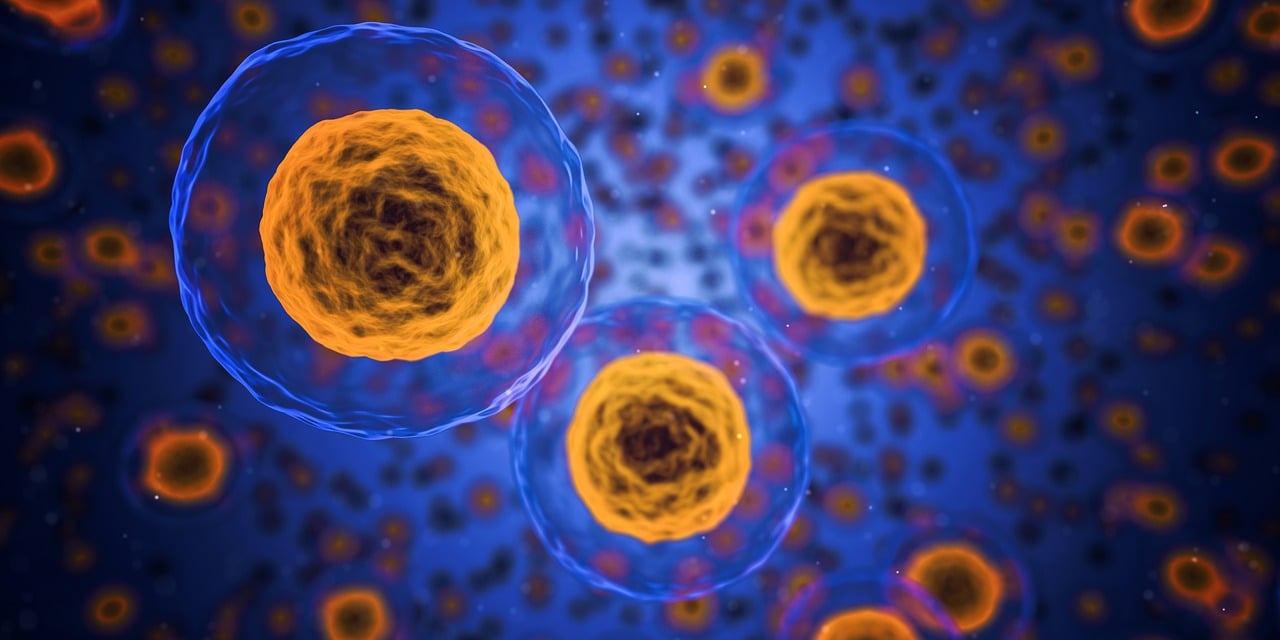 Cellular structure showcasing a blue and orange cell, illustrating key features for medical and biological research services.