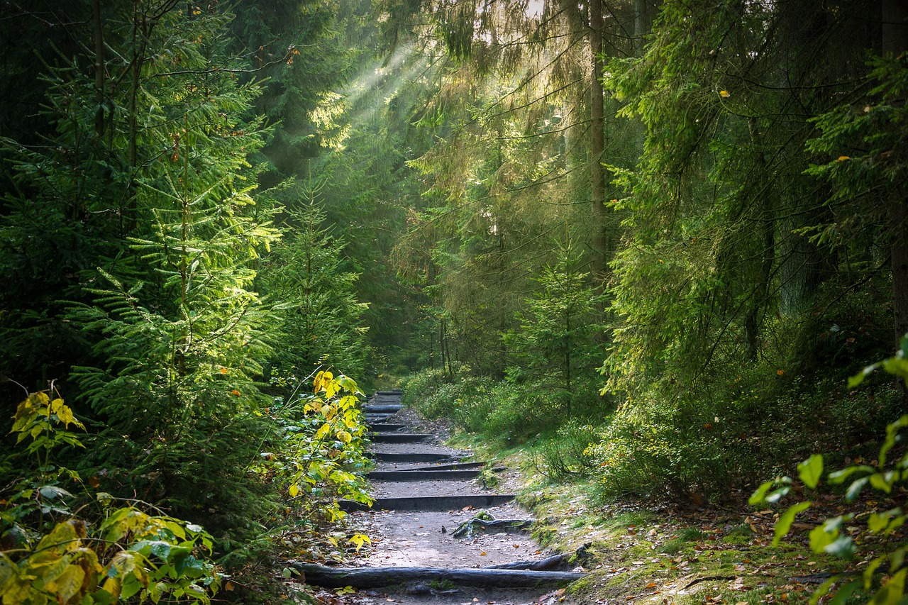 A sunlit forest path with steps leading upward, symbolizing nature's beauty and conservation efforts.