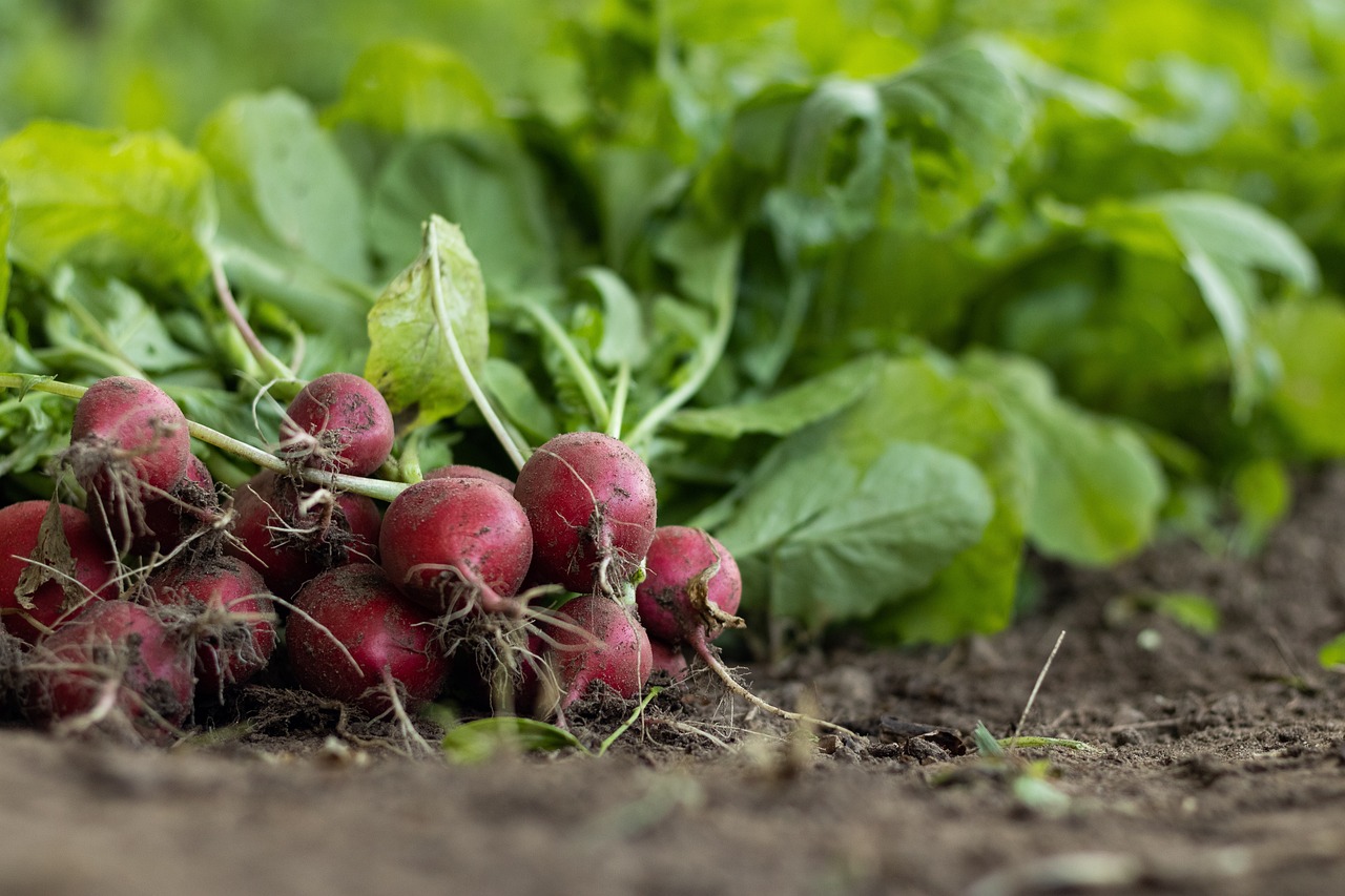 Vibrant radishes emerging from the earth, highlighting the importance of sustainable agriculture in food science.