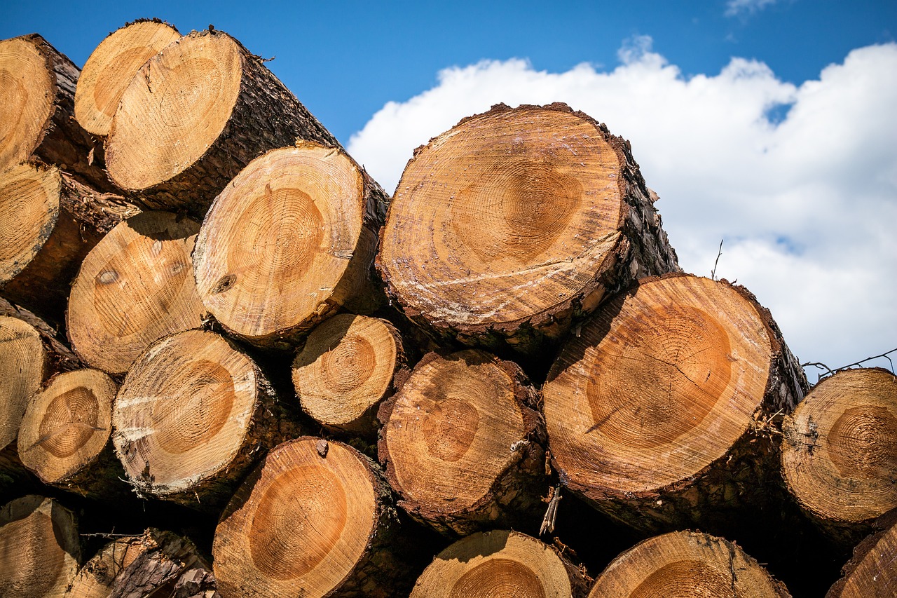 A stack of logs under a clear blue sky, representing the logging services industry and its natural resources.